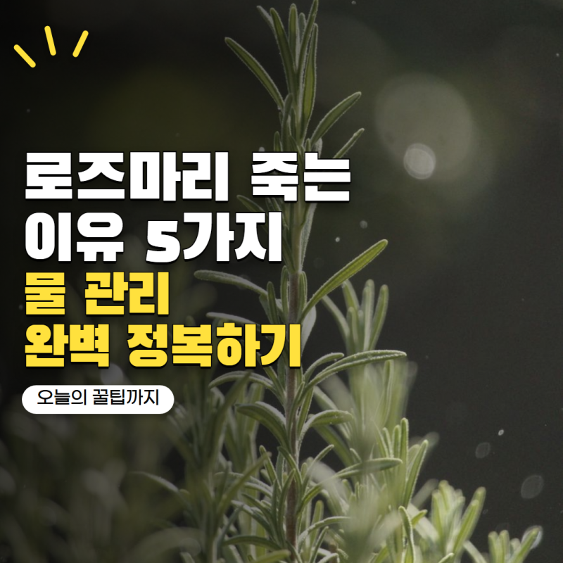 로즈마리 키우기 물만 잘 줘도 죽는다고? 초보자가 놓치는 관리법 5가지