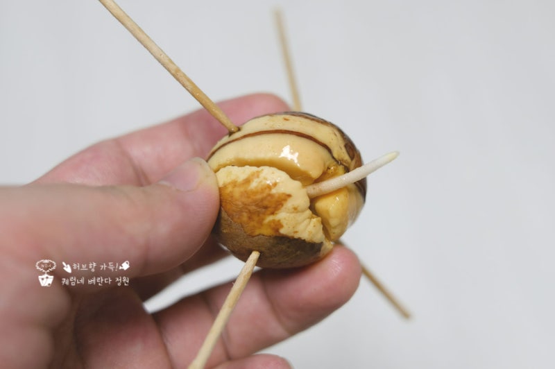 아보카도 씨앗 키우기 발아부터 화분에 심기까지