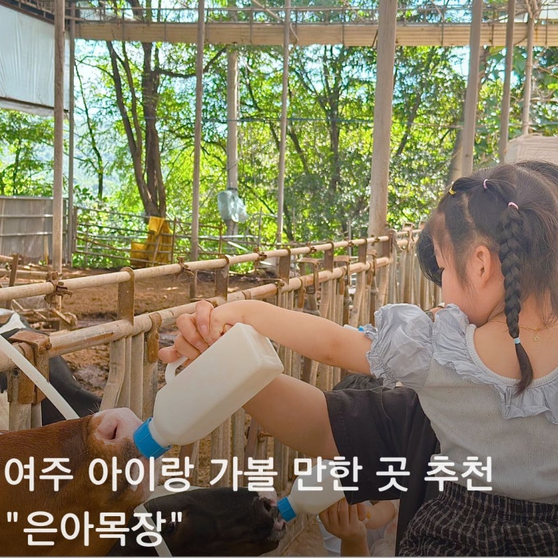 여주 아이랑 가볼만한곳 은아목장 4살 아이랑 낙농체험 피자 만들기