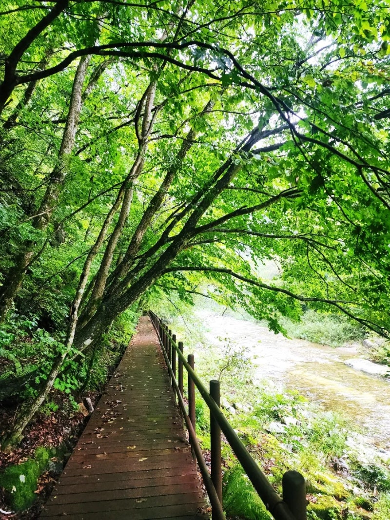오대산 선재길 트레킹｜비 내리는 숲길 따라 상원사에서 월정사까지
