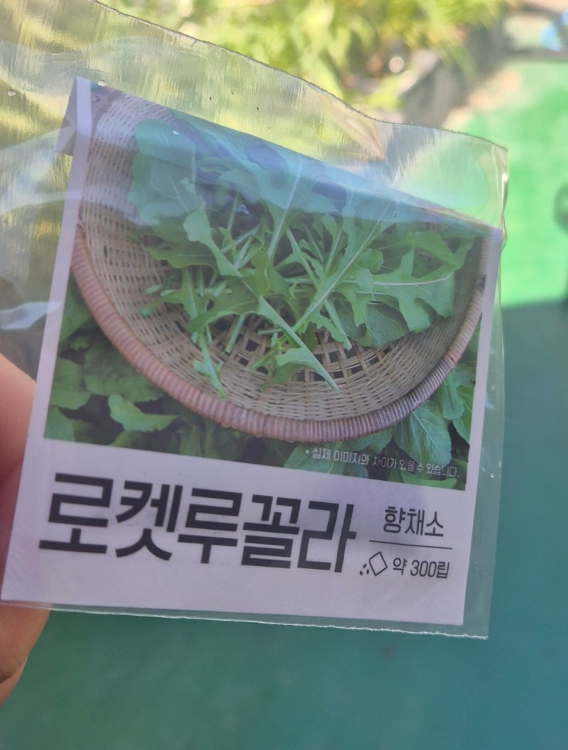 수경재배 도전하기) 로켓루꼴라_1일차 | 다이소 씨앗