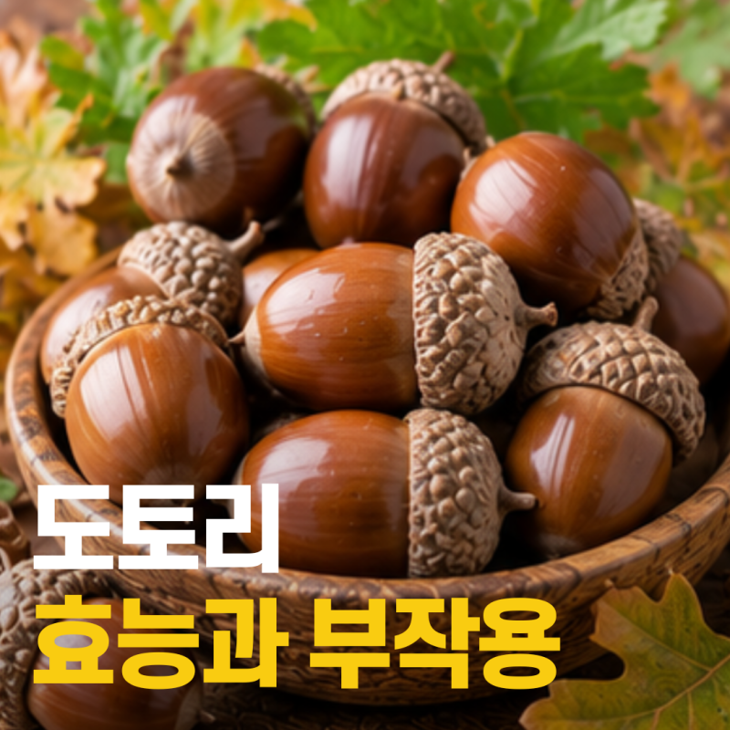 도토리 효능과 부작용, 먹기 전 꼭 알아둘 점