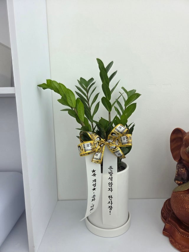 미용실 개업화분 추천 예산별 센스 있는 식물 고르는 법 당일배송