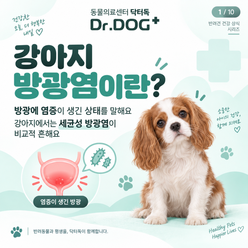 강아지 방광염 증상 원인 치료방법, 혈뇨가 보인다면?｜고양 동물병원 닥터독