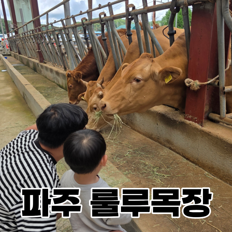 서울근교 아이랑 갈만한곳 파주 룰루목장｜32개월 아기 동물 먹이주기 농장체험 후기