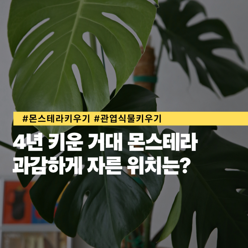 4년 키운 몬스테라가지치기, 자르는 위치와 화분 물꽂이 몬스테라키우기
