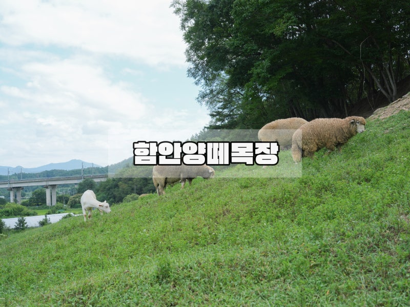 함안 아이랑 가볼만한 곳 만져보고 먹이체험 할 수 있는 함안양떼목장