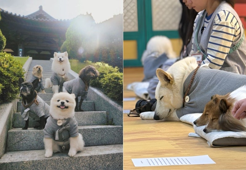 반려견과 템플스테이를?충북 청주·영동·증평 댕플스테이 일정 및 신청 팁