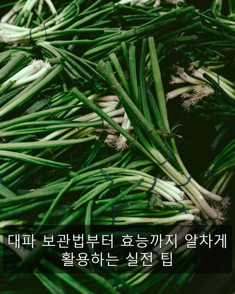 대파 보관법 냉장 냉동 손질 꿀팁부터 영양 효능까지 알차게 활용하는 실전 가이드