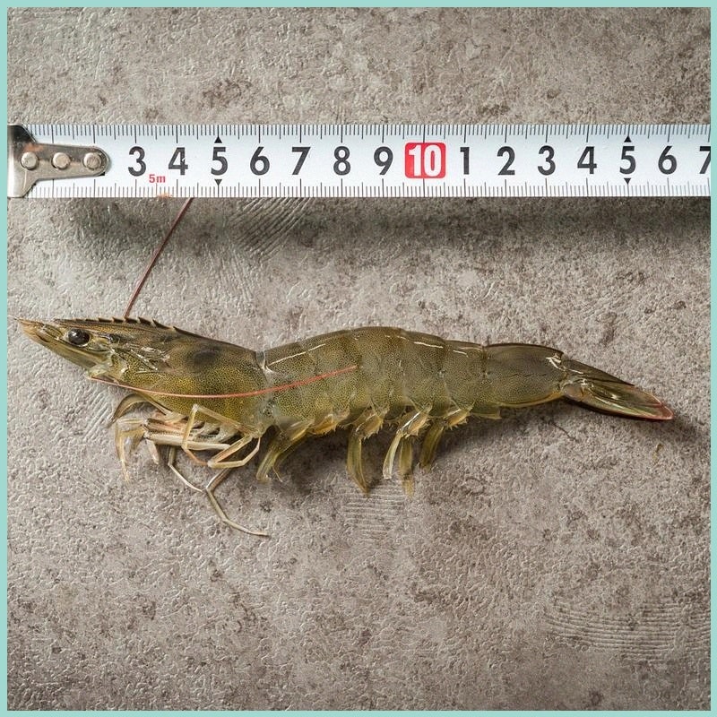 국산 흰다리새우 1kg 왕새우 신선도와 보관법 확인할 때 알아야 할 점