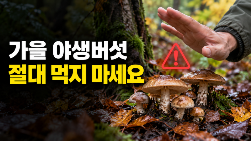 가을 산에서 발견한 버섯, 절대 먹지 마세요…야생버섯 구별법이 위험한 이유