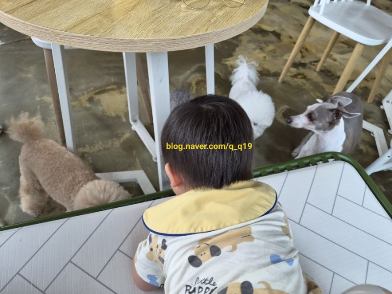 犬好きの22ヶ月の赤ちゃんと時々訪れる釜山の犬カフェ「ドッグアバウト」