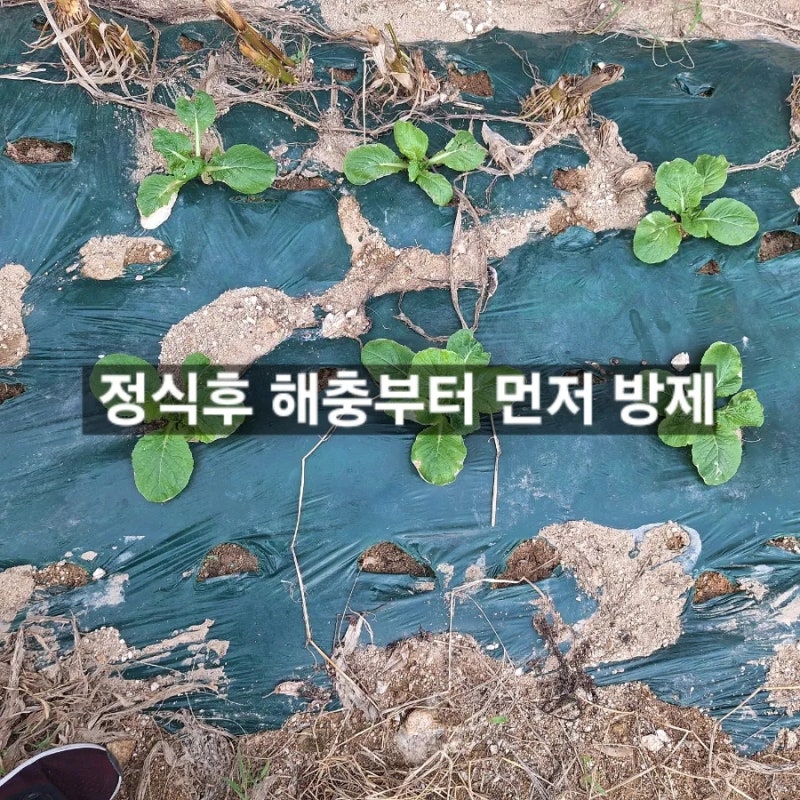 가을배추 병해충 관리, 언제부터 해야 할까? 배추모종 정식 후 해충 방제법