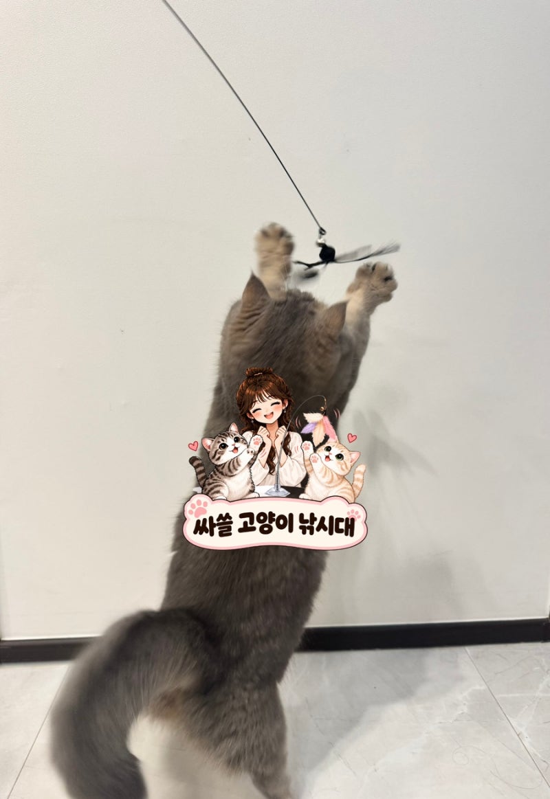 고양이 장난감 추천｜싸쓸 혼자노는 고양이 낚시대 집사 없이도 신나게