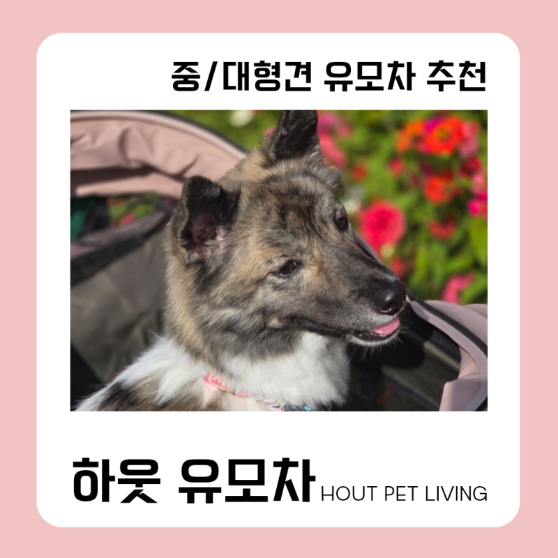 [중형견/대형견 유모차] HOUT/하웃 유모차 및 기존 유모차 비교!