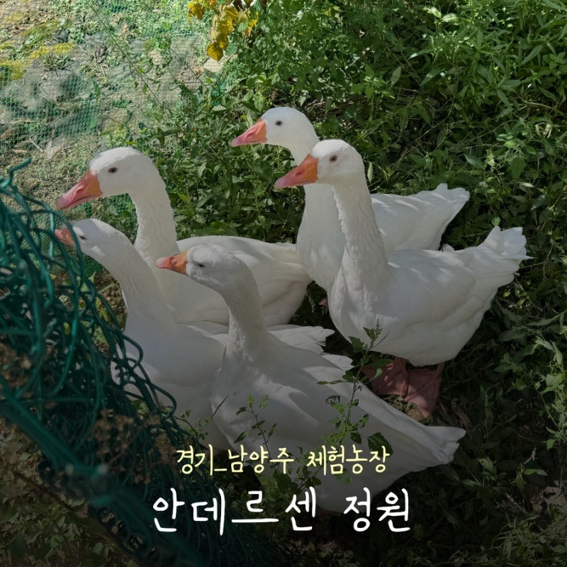 남양주 체험농장 안데르센정원ㅣ아이와 다녀온 서울 근교 나들이