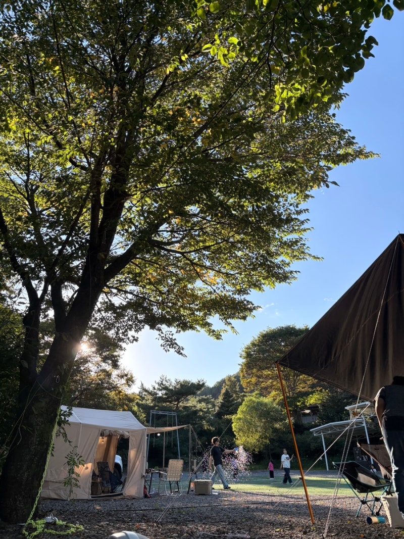서울근교 당일 가을캠핑, 애견동반 키즈캠핑장 파주 배나무꽃캠핑장