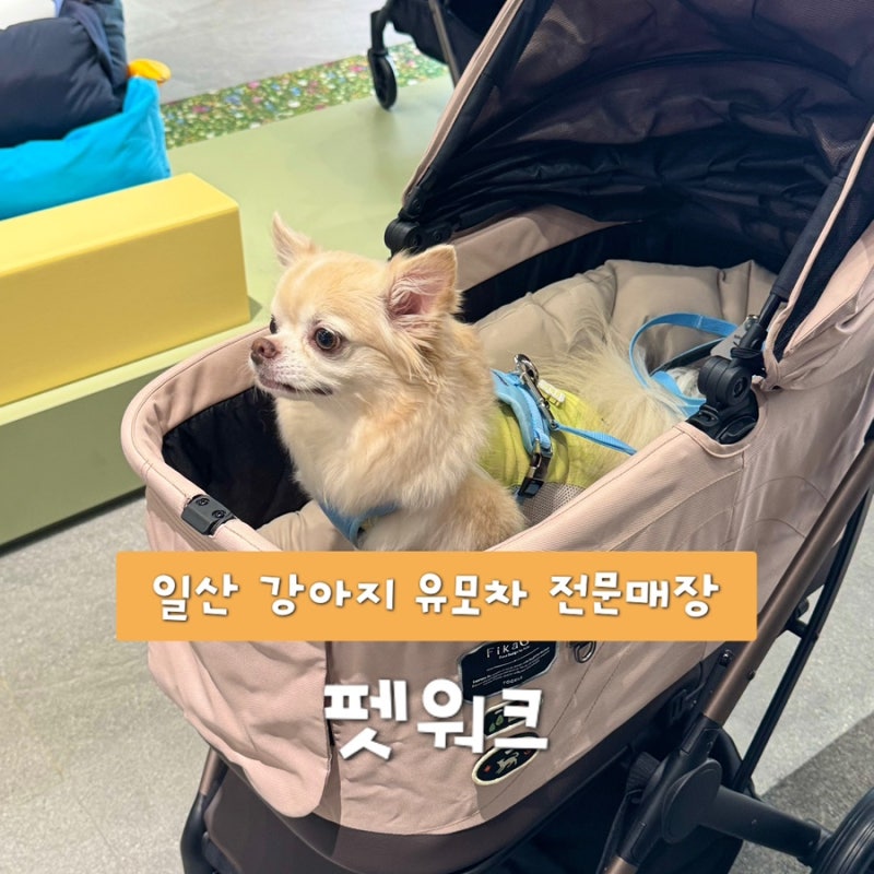 일산 개모차시승매장 펫워크, 피카고 강아지유모차 타보고 고르기