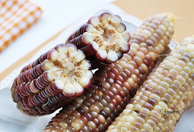 9월제철 자색옥수수로 환절기 건강한 영양간식 챙겨보아요!