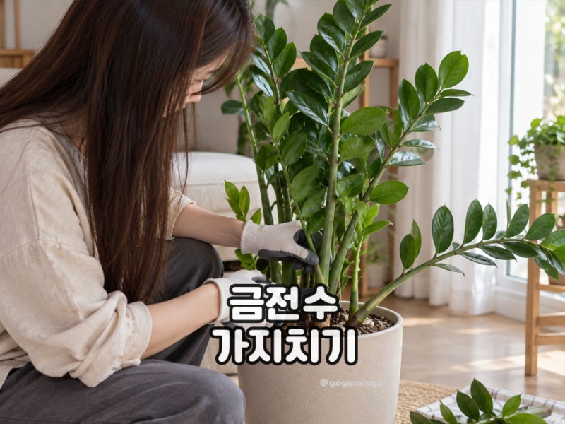 금전수 가지치기 방법 분갈이 잎꽂이 번식 하는 법