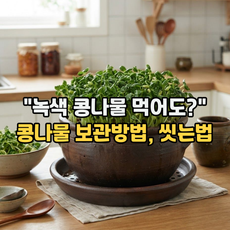 콩나물 보관방법과 씻는법 "녹색 콩나물 먹어도 될까?" 고르는 방법