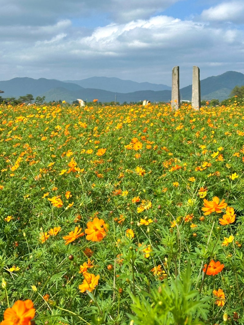 경주 가을 여행 코스, 가을꽃 명소별 실시간 개화 상황, 경주 9월 가볼만한 곳 추천