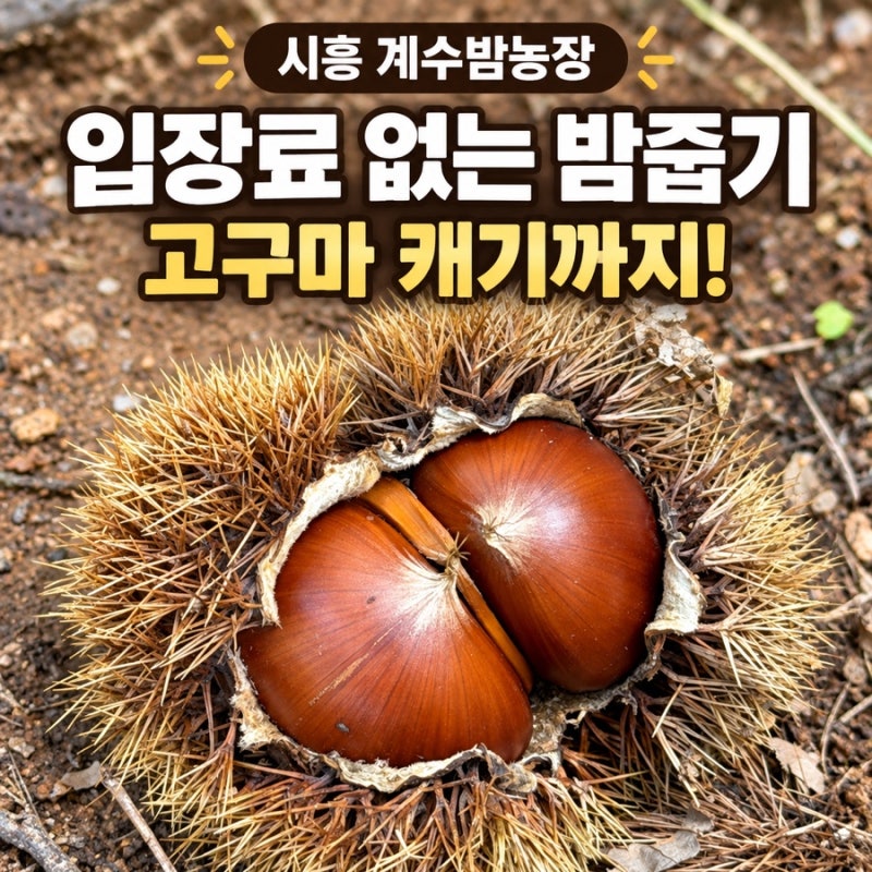 시흥 아이와 가볼만한곳 계수밤농장 밤줍기 고구마캐기 후기