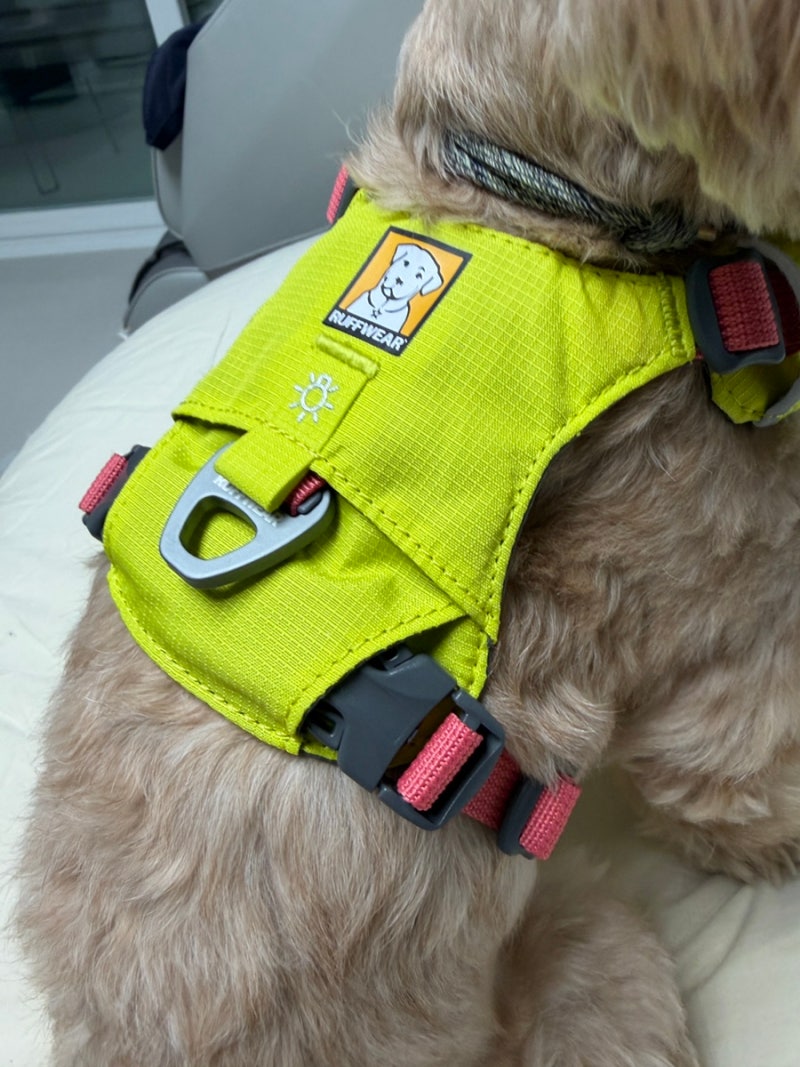 강아지하네스 | 러프웨어 하이앤라이트 소형견 하네스 구매후기