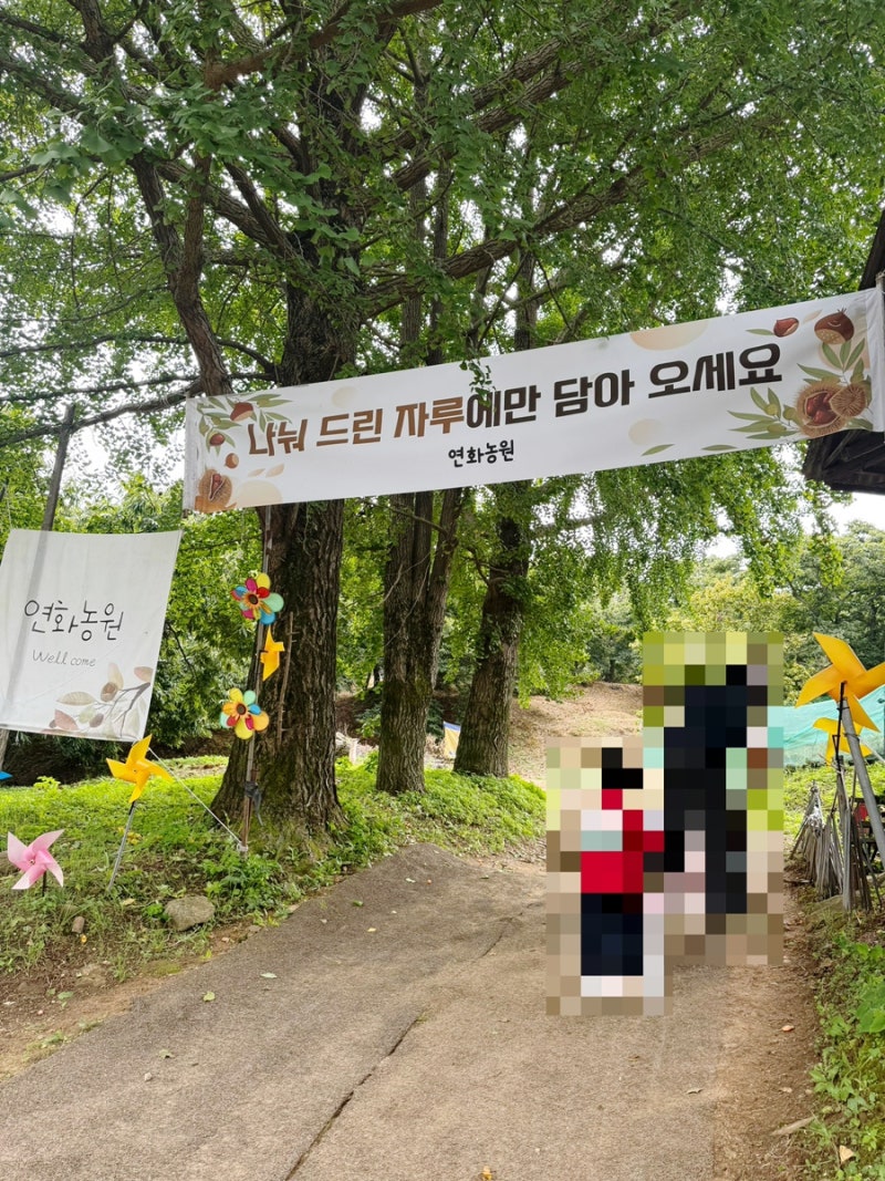 인천 강화도 가성비좋은 아기랑 밤줍기체험 * 연화농원 * 밤줍기 + 고구마캐기 가능한 밤농장