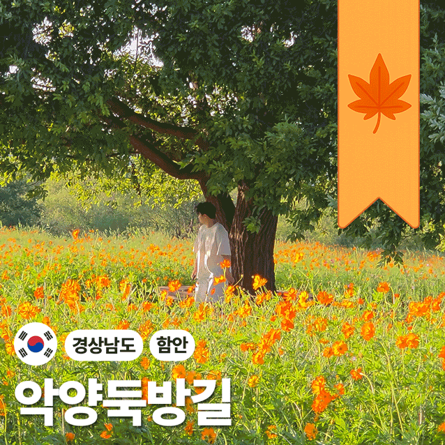 아직 가지마세요! 코스모스 함안 악양뚝방길 경남 꽃구경 실시간 현황