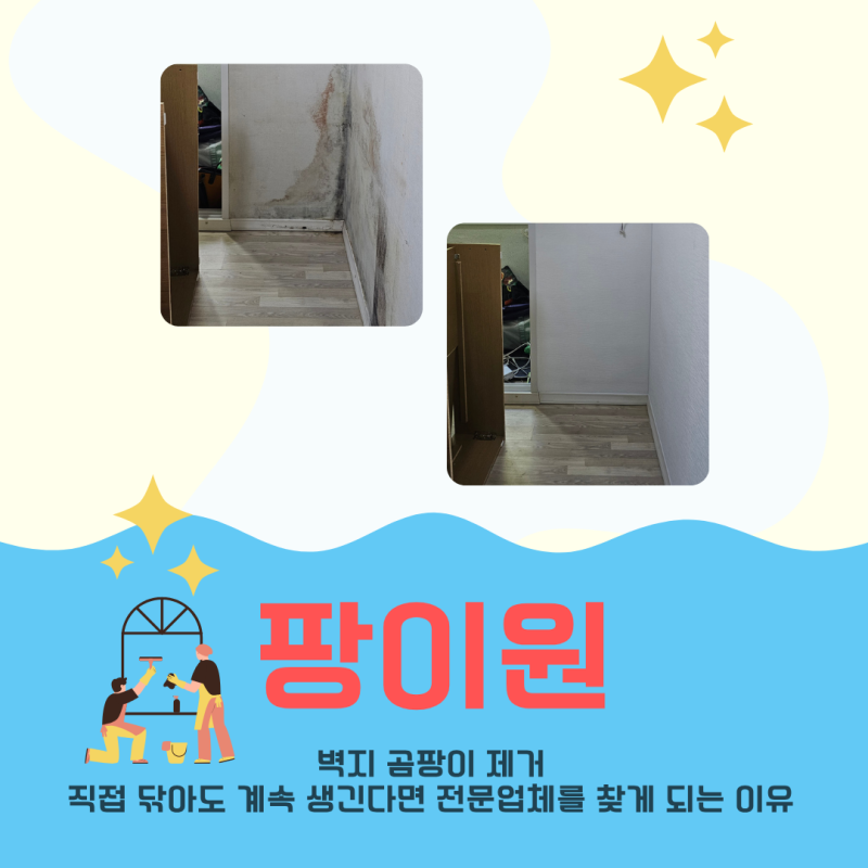 벽지 곰팡이 제거 팡이원, 직접 닦아도 계속 생긴다면 전문업체를 찾게 되는 이유