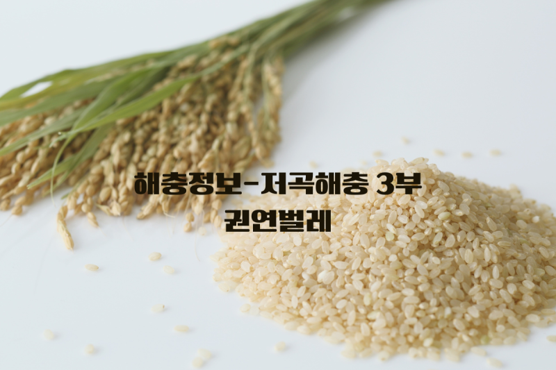 해충정보-저곡해충[3부]권연벌레, 작은 갈색 벌레의 침공
