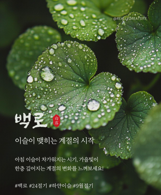 2026년 9월 7일 백로 뜻 의미 인사말 흰 이슬이 전하는 가을의 시작