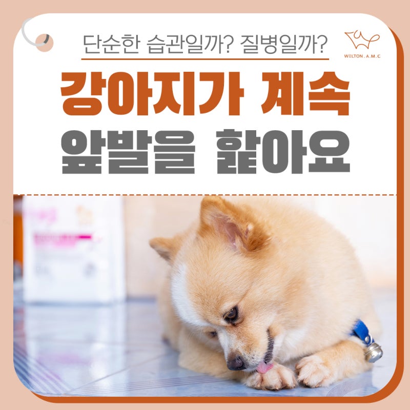 강아지가 자꾸 발을 핥아요 그런 이유가 다 숨어있어요