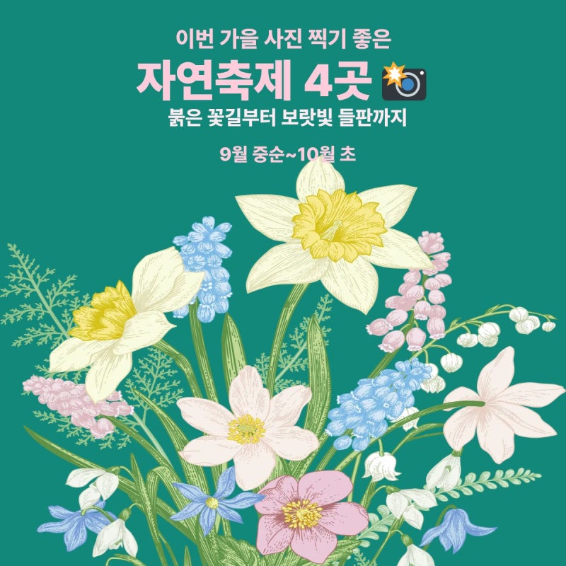 9월 축제 어디 갈까? 사진 찍기 좋은 가을 자연축제 4곳｜함평 꽃무릇 · 영광 상사화 · 감악....