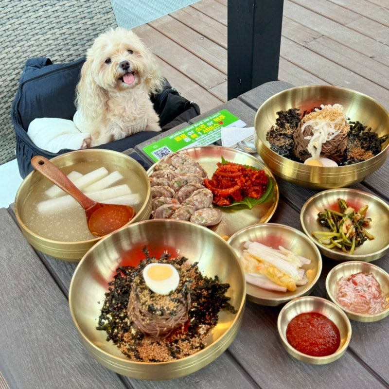 양양 애견동반식당 하조대 맛집 바다막국수 날씨 상관없이 강아지와 가기 좋은 곳
