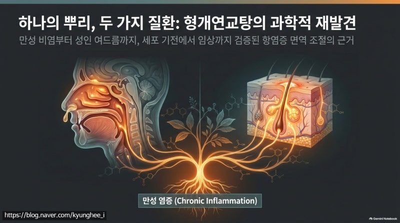 만성 비염부터 성인 여드름까지, 한방 처방 '형개연교탕'의 과학적 효능과 논문 근거