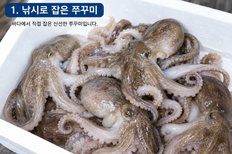 쭈꾸미 손질법과 냉동보관 방법