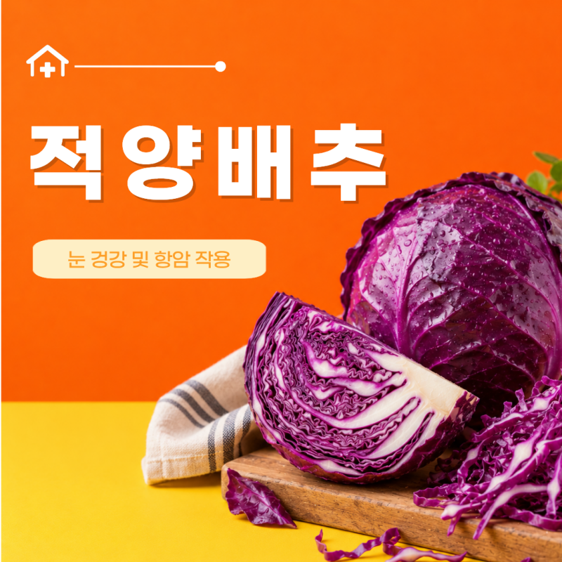 적양배추 효능 7가지 피클 찜 환 강아지 보관법