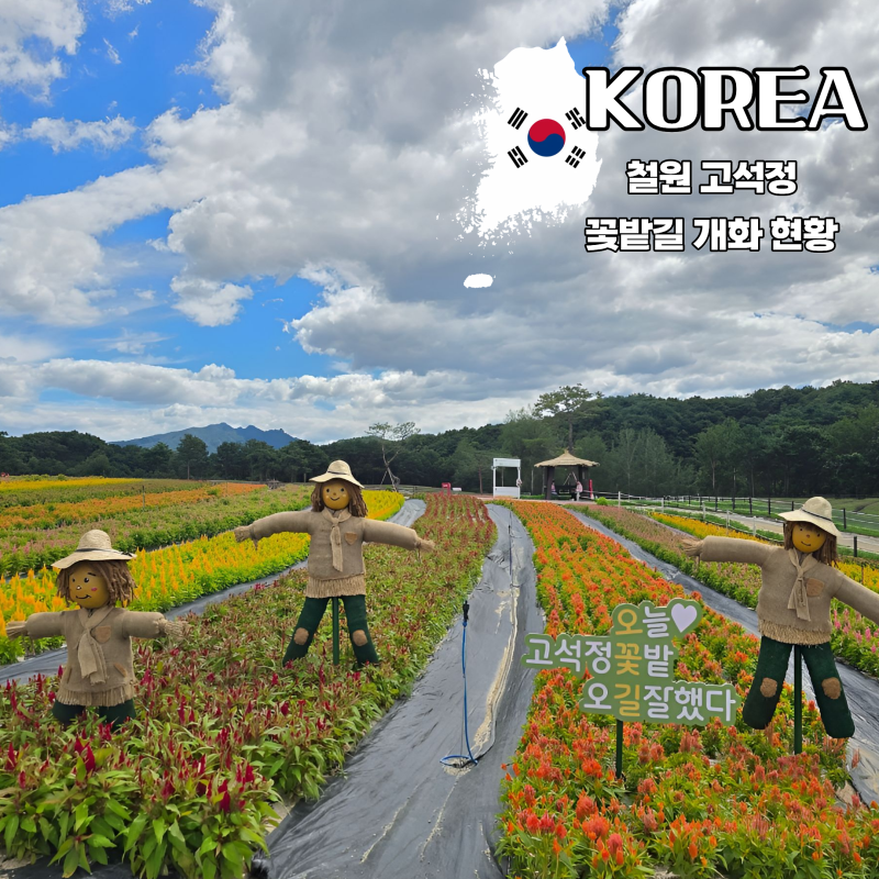 강원도 철원여행 코스추천 고석정 꽃밭길 축제 개화 상황 9월 5일 기준