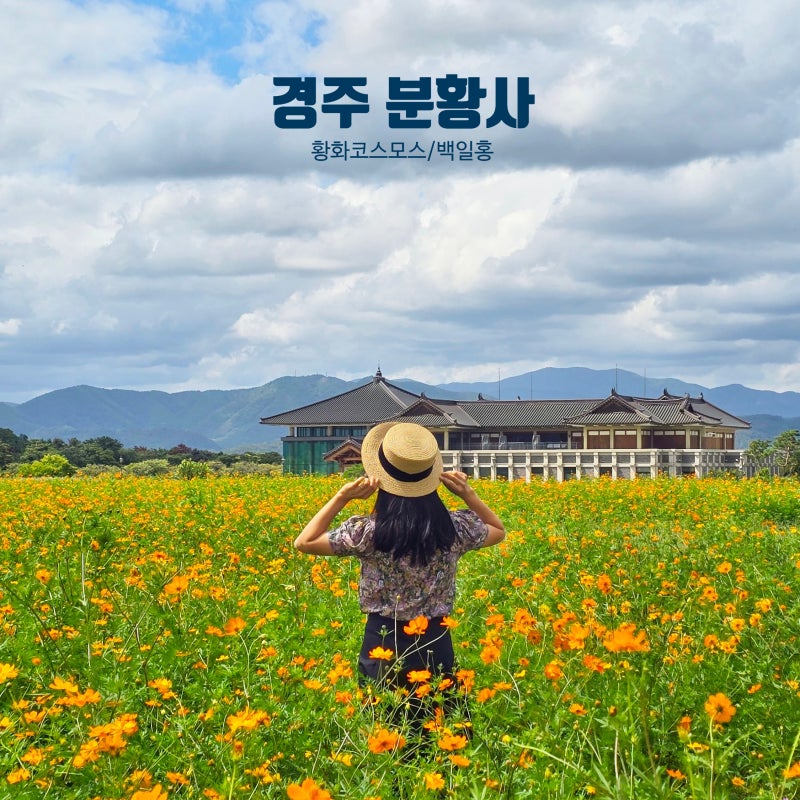 경주 9월 꽃구경 어디 갈까? 분황사 황화코스모스부터 백일홍까지