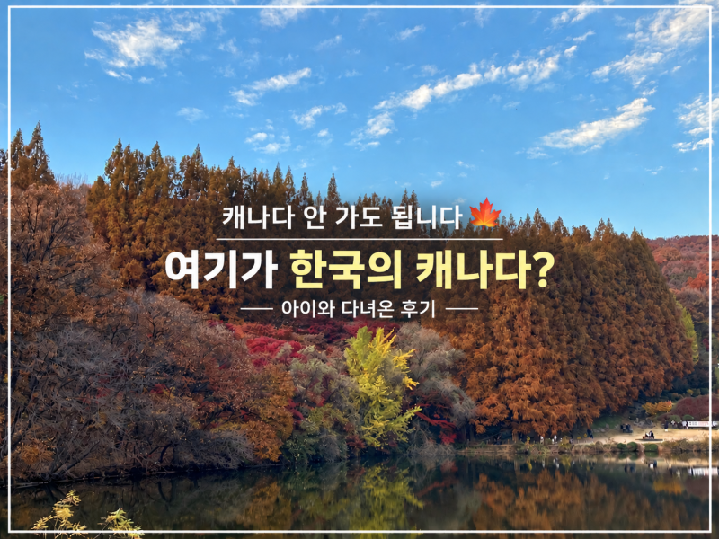 용인 단풍명소 아이와 가볼만한곳｜캐나다 안 가도 됩니다, 한국외대 단풍 후기