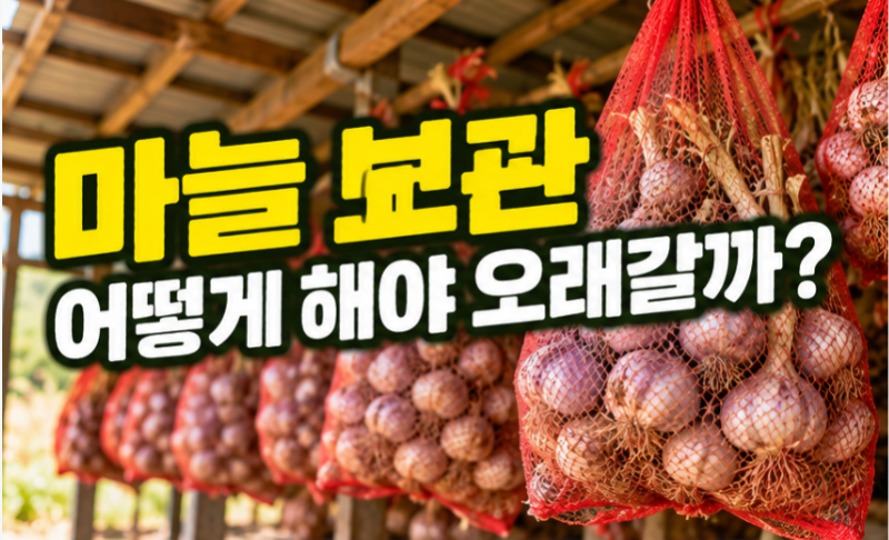 마늘 보관 어떻게 해야 오래갈까? 통마늘 저장방법과 싹·곰팡이 줄이는 법