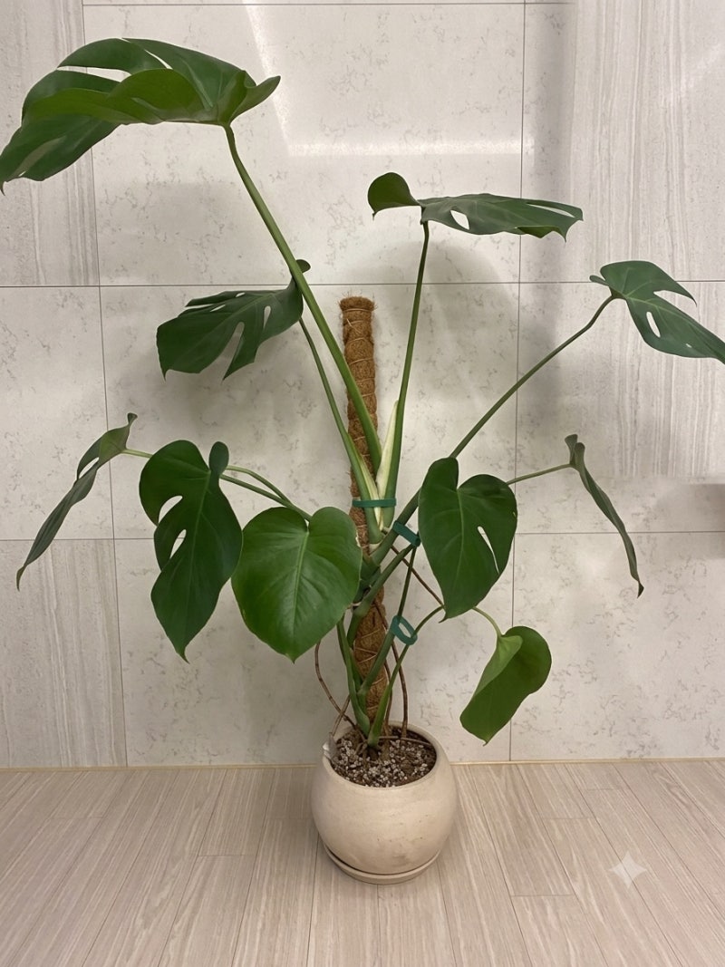 2년 키운 몬스테라 분갈이 총정리! 화분 크기, 흙 배합, 과정까지 한 번에