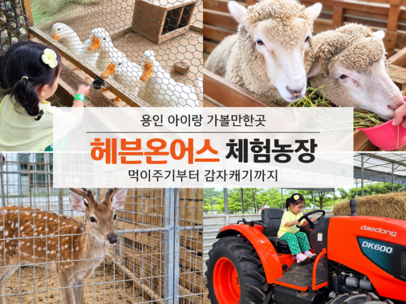 [용인 아이랑 가볼만한곳] 헤븐온어스 체험농장 먹이주기부터 감자캐기까지