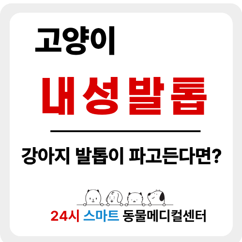 고양이 내성발톱이란? 원인 예방법 총정리
