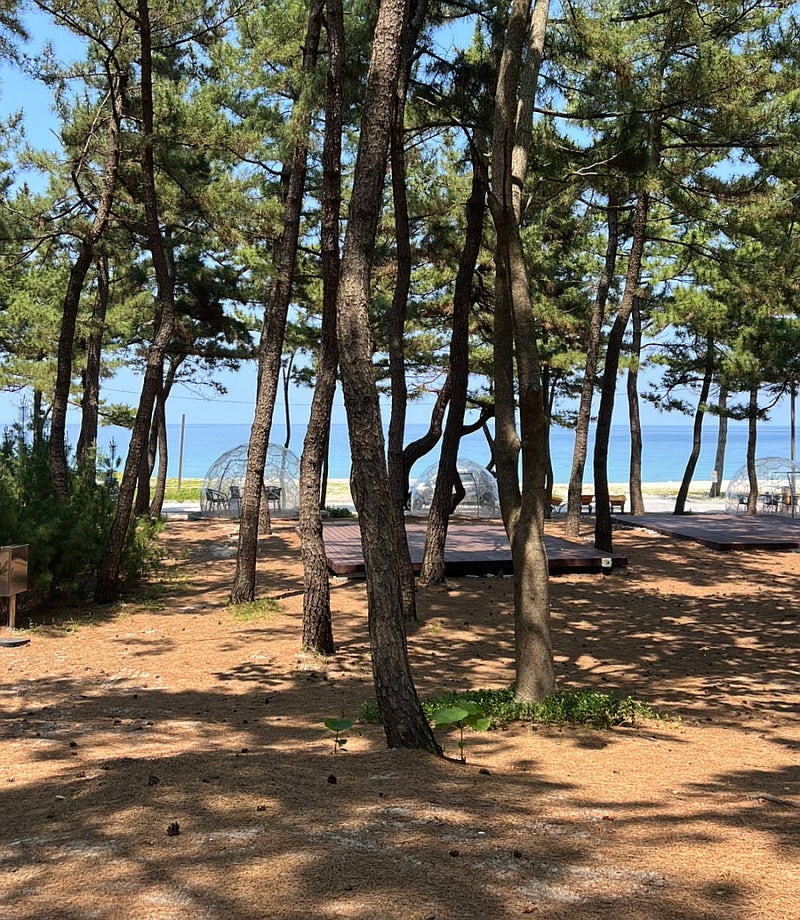 강릉 캠핑 연곡 해변 솔향기 캠핑장 A152ㅣ예약방법부터 명당자리 추천까지! 바베큐, 뷰, 수영....