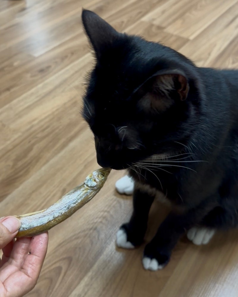 고양이 간식 고르기, 유형별 특징과 하루 급여량 기준