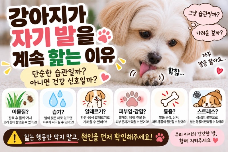 강아지가 자기 발을 계속 핥는 이유 단순한 습관일까? 발이 불편하다는 신호일까?