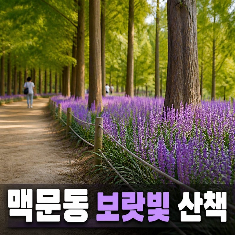 9월 가볼만한곳, 서울 서천 제천 맥문동 명소 개화 시기와 산책 코스
